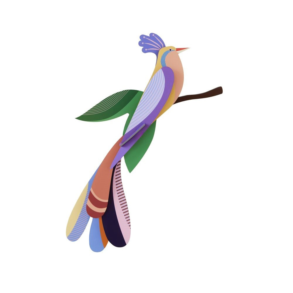 Paradiesvogel - Verschiedene Varianten