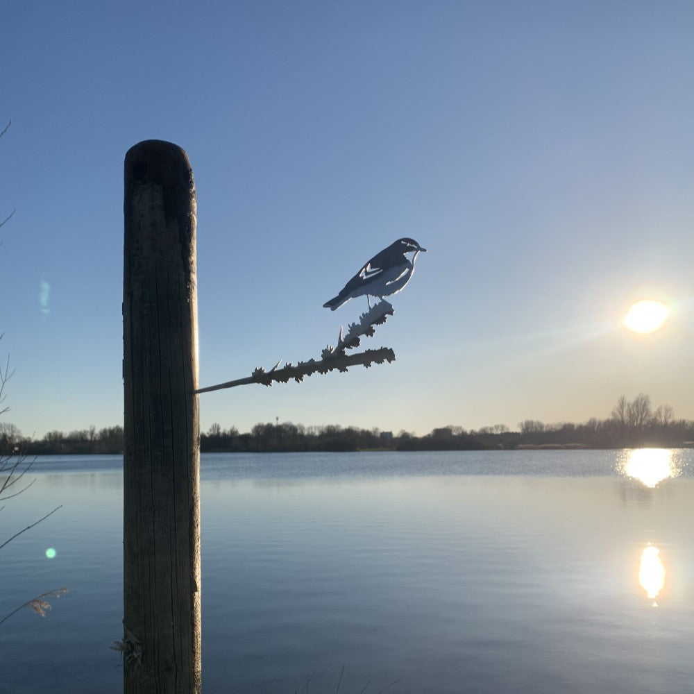 Actie Pakket 2 - Tjiftjaf, Merel en IJsvogel