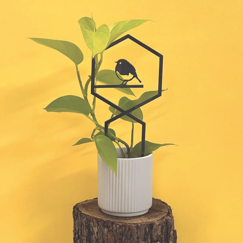 Roodborstje - Plantentralie