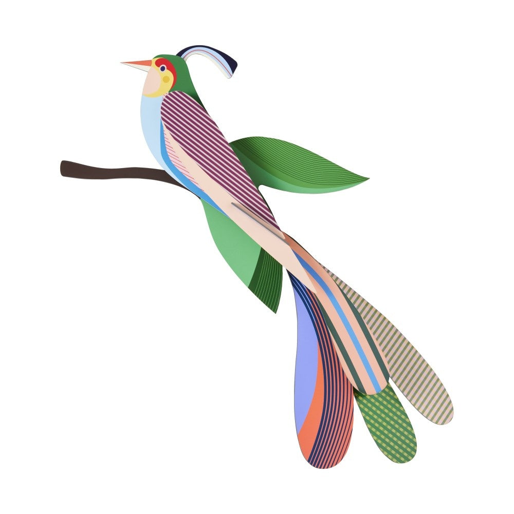 Paradiesvogel - Verschiedene Varianten