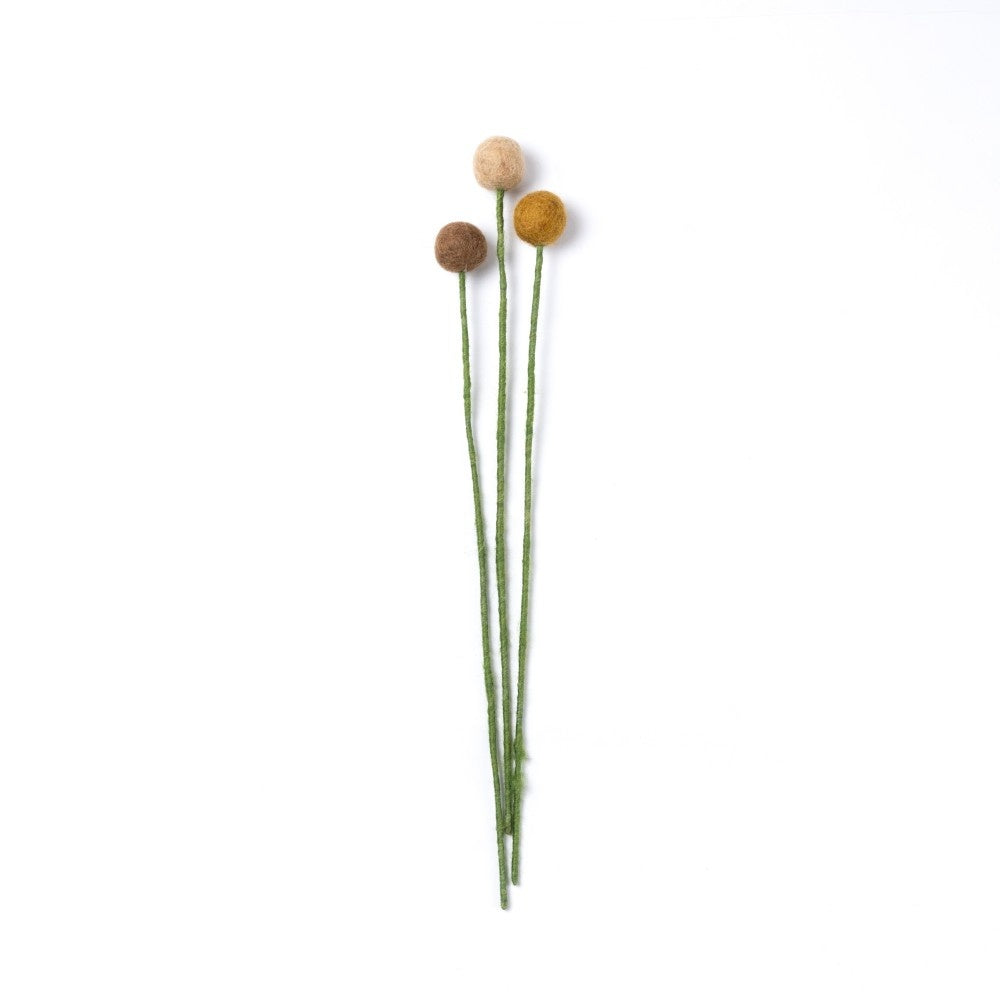 Craspedia's 3 pcs. - Various Colors
