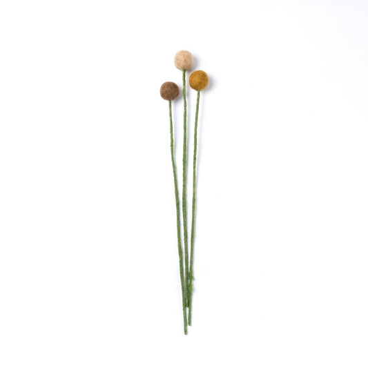 Craspedia's 3 pcs. - Various Colors