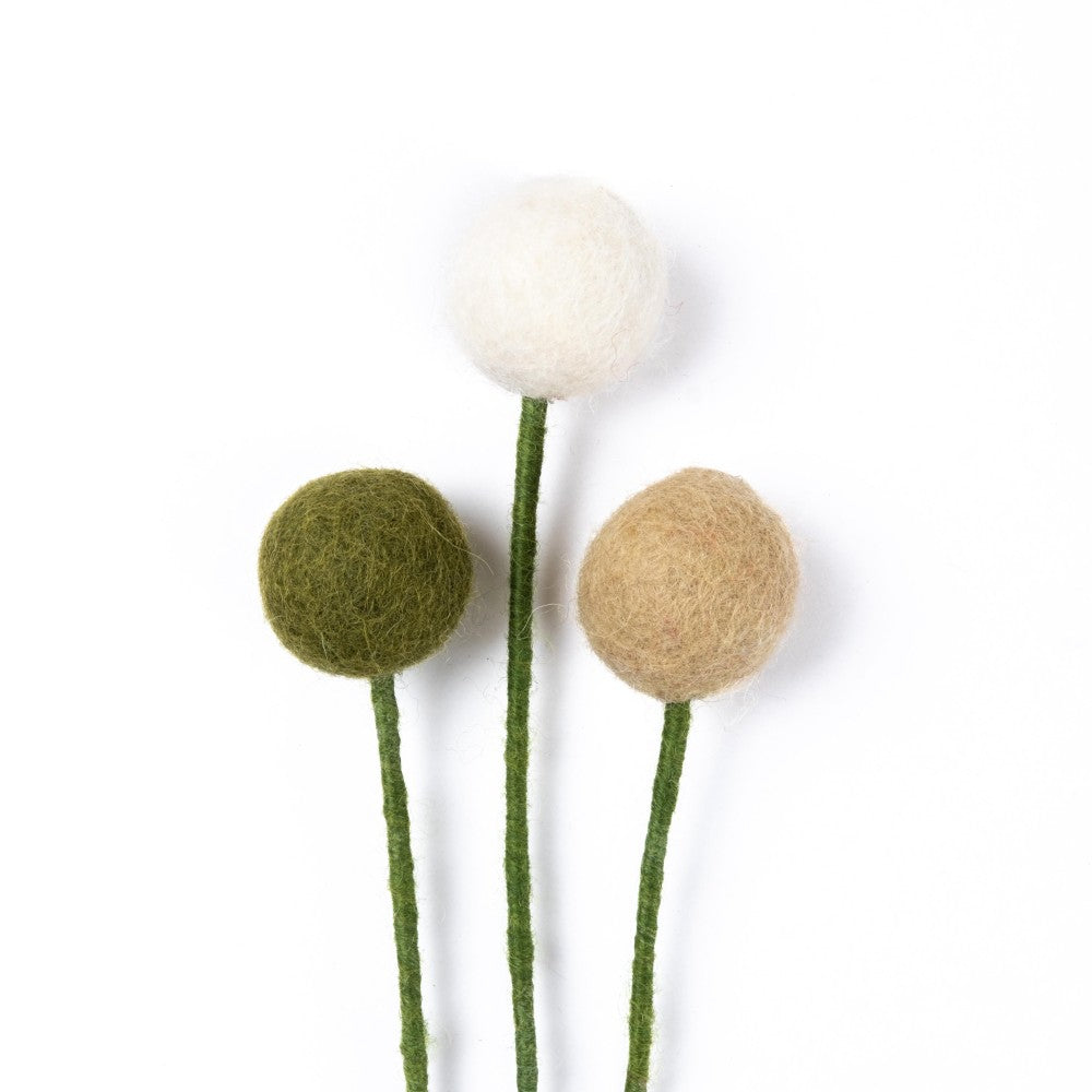 Craspedia's 3 pcs. - Various Colors