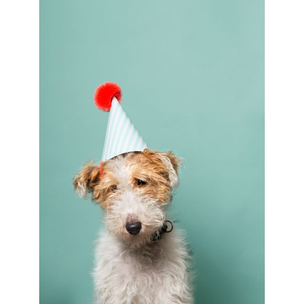 Postcard Party Hat - Various Variants