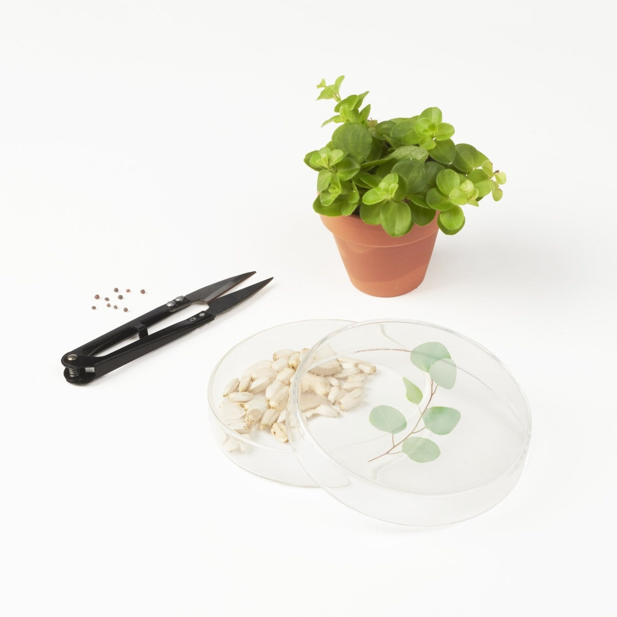Kleine Naturbox – verschiedene Farben