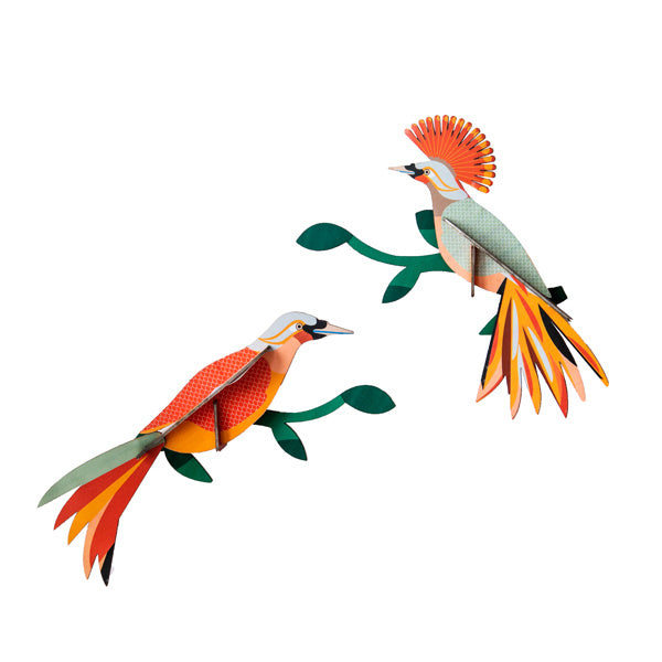 Paradiesvogel - Verschiedene Varianten