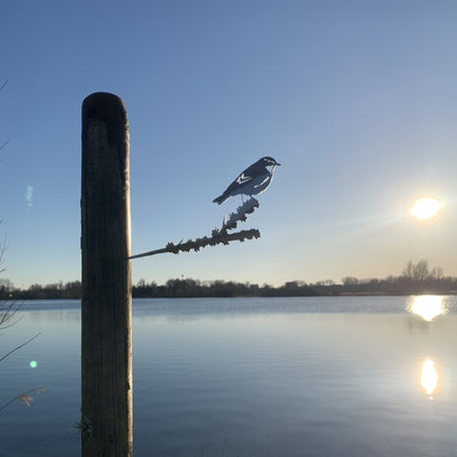 Actie Pakket 2 - Tjiftjaf, Merel en IJsvogel