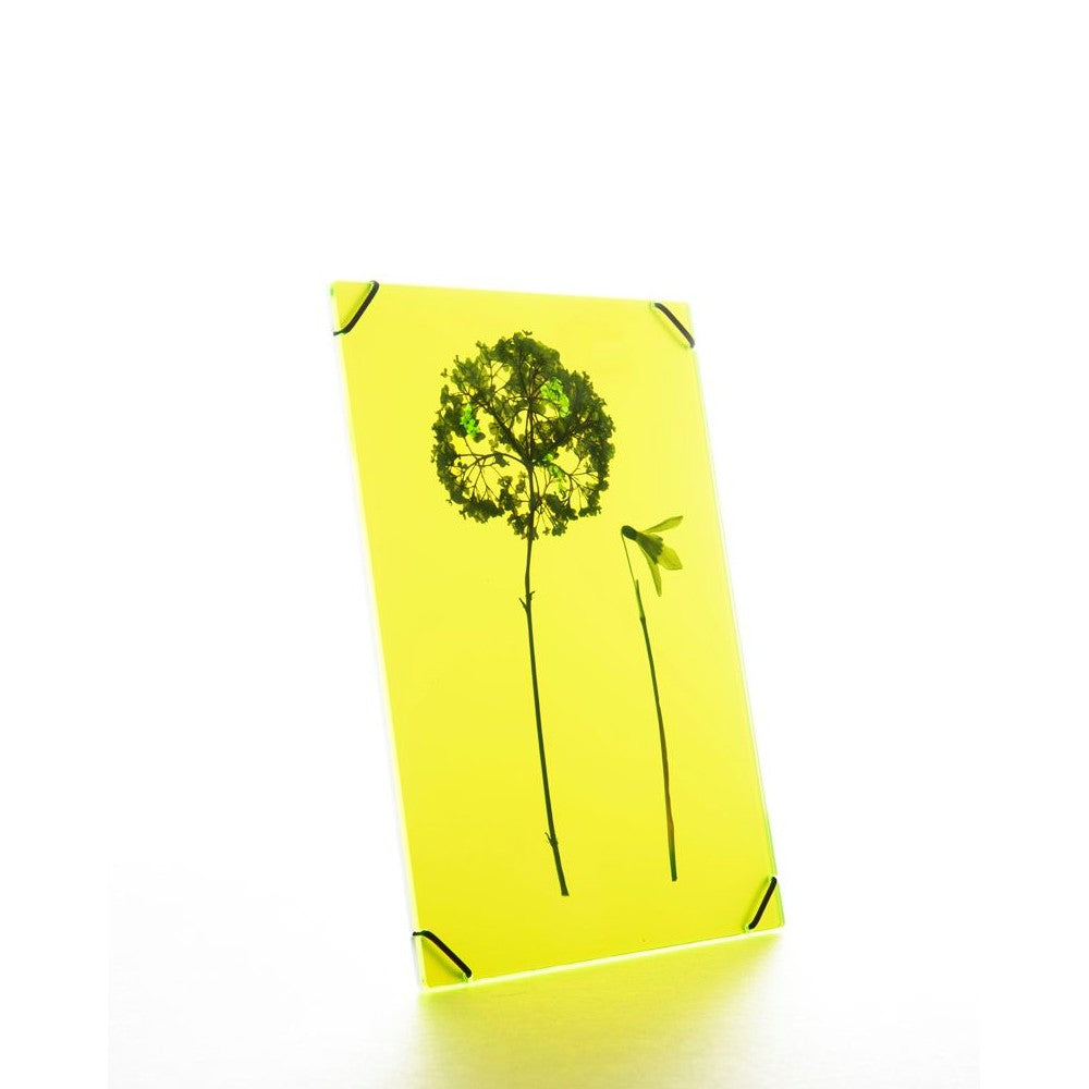 FlowerFrame Medium gele lijst voor bloemen of foto, subtiel lichtspel