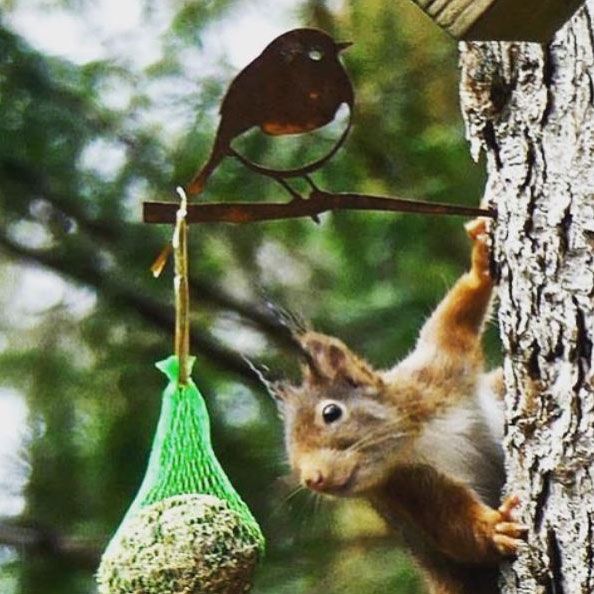 Vogelsilhouet Roodborstje