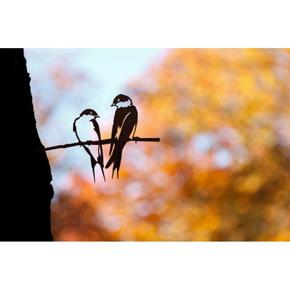 Bird Silhouette Swallow Couple